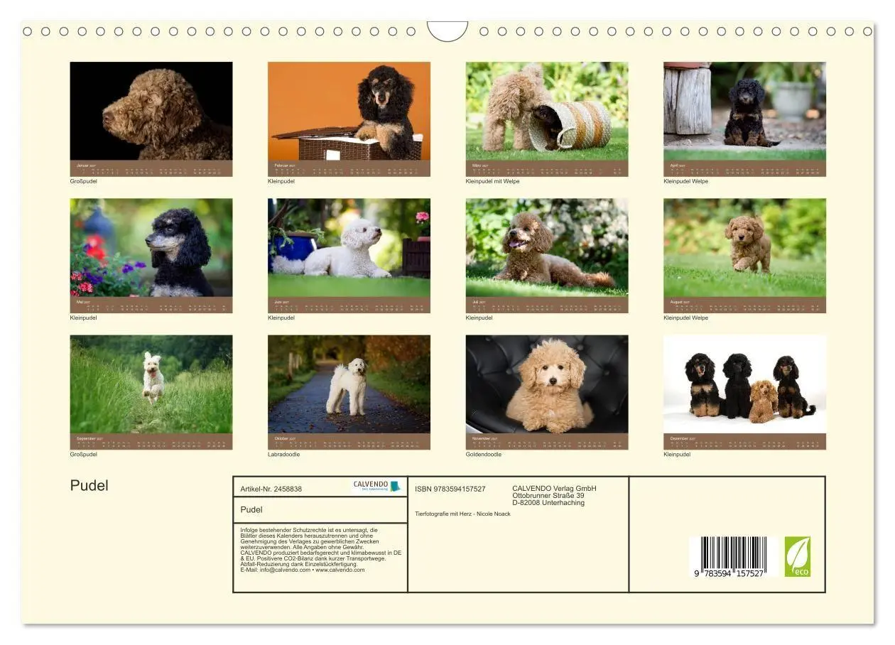Bild: 9783594157527 | Pudel (Wandkalender 2027 DIN A3 quer), CALVENDO Monatskalender | Noack