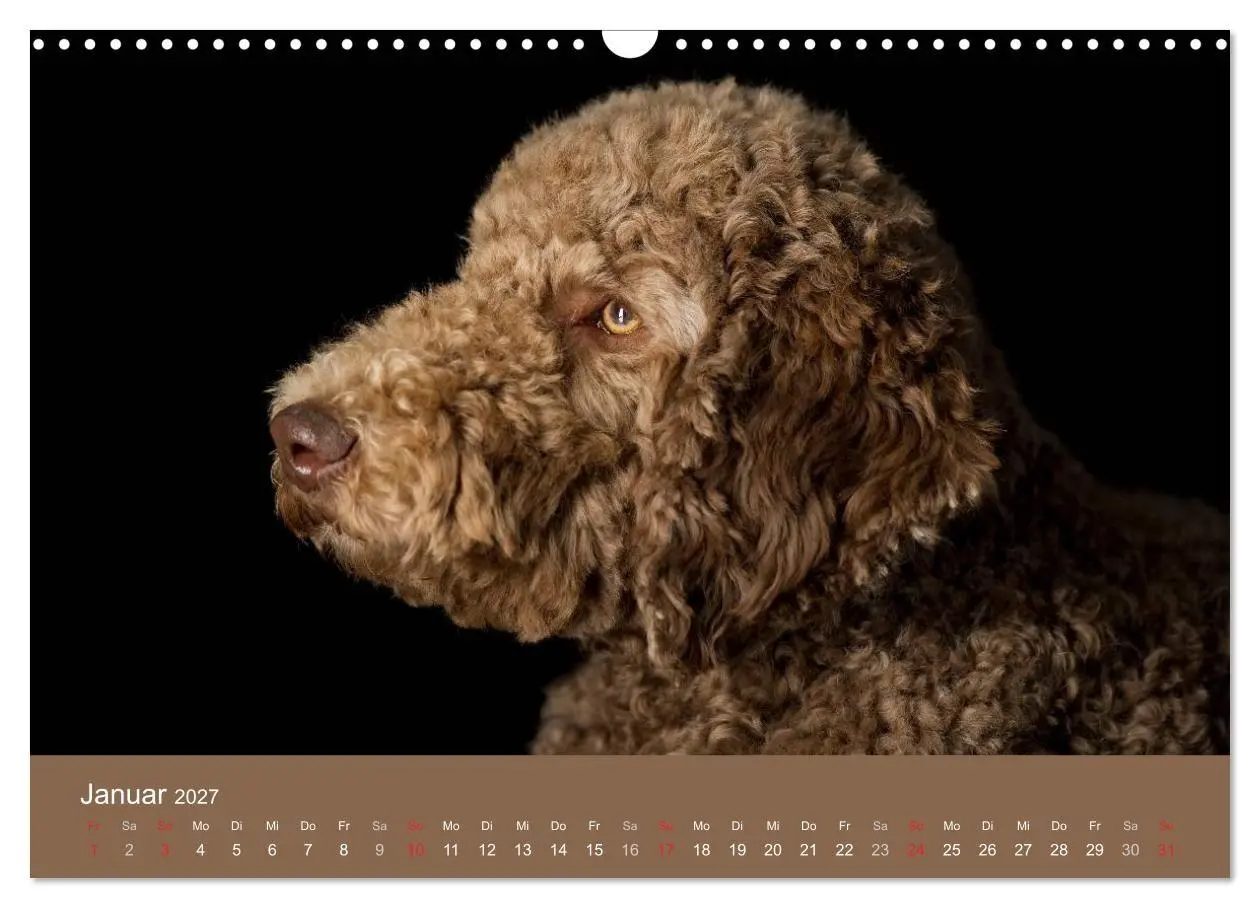 Bild: 9783594157527 | Pudel (Wandkalender 2027 DIN A3 quer), CALVENDO Monatskalender | Noack
