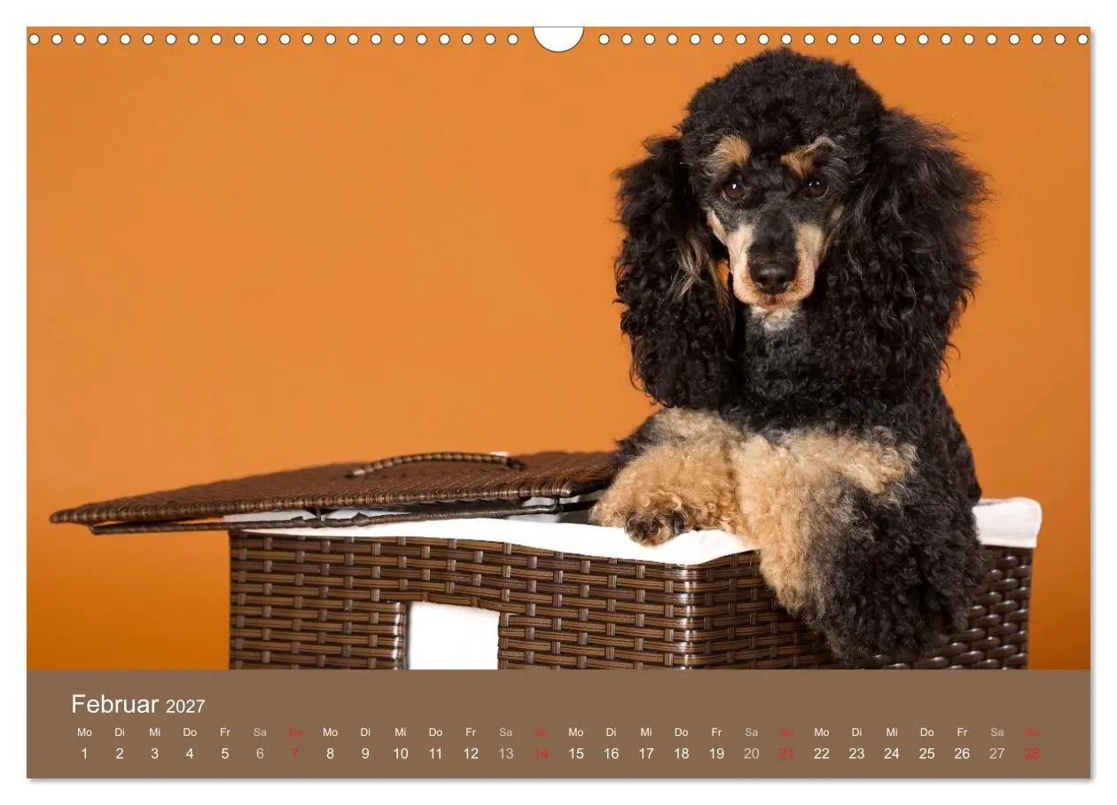 Bild: 9783594157527 | Pudel (Wandkalender 2027 DIN A3 quer), CALVENDO Monatskalender | Noack