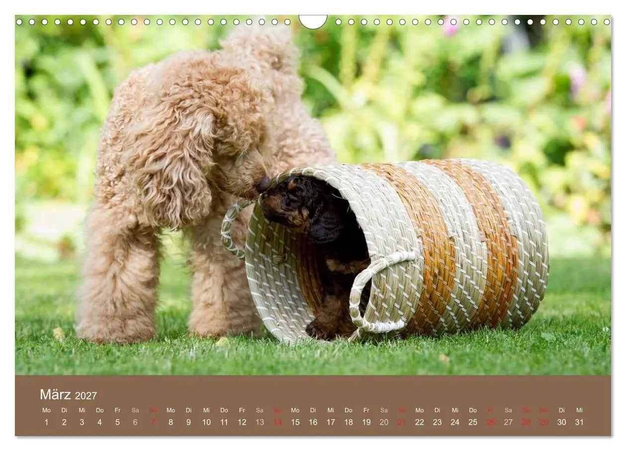 Bild: 9783594157527 | Pudel (Wandkalender 2027 DIN A3 quer), CALVENDO Monatskalender | Noack