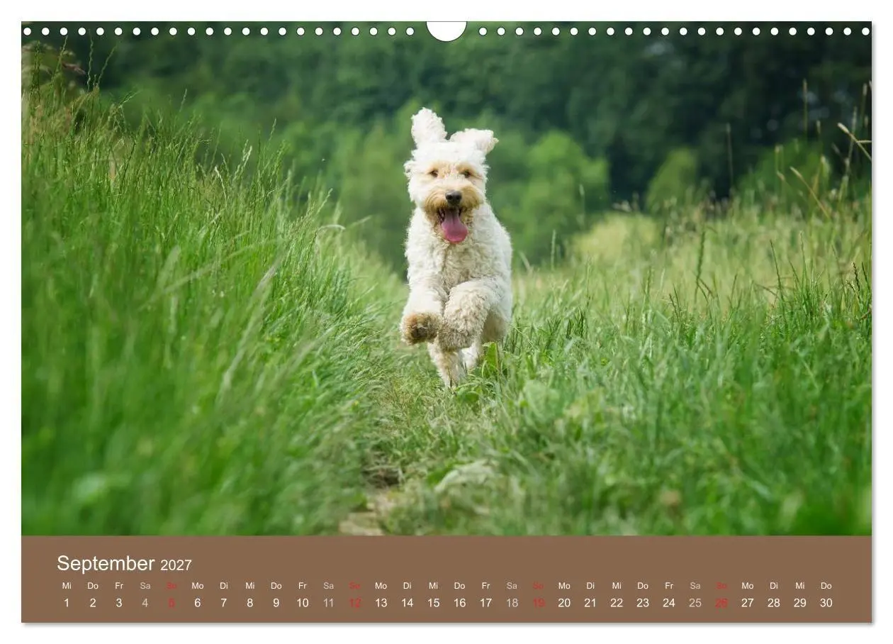Bild: 9783594157527 | Pudel (Wandkalender 2027 DIN A3 quer), CALVENDO Monatskalender | Noack