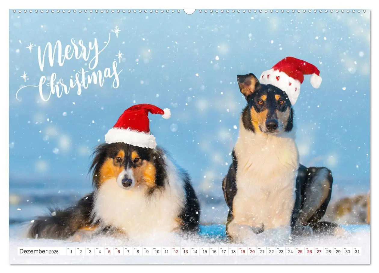 Bild: 9783457387627 | Ein Freund fürs Leben - Smooth Collie (Wandkalender 2026 DIN A2...