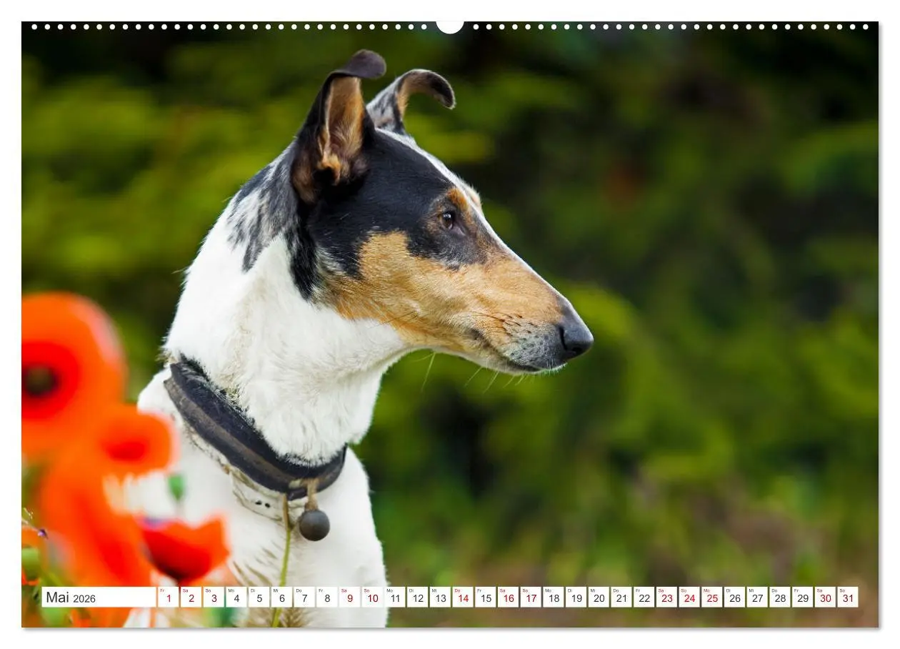 Bild: 9783457387627 | Ein Freund fürs Leben - Smooth Collie (Wandkalender 2026 DIN A2...