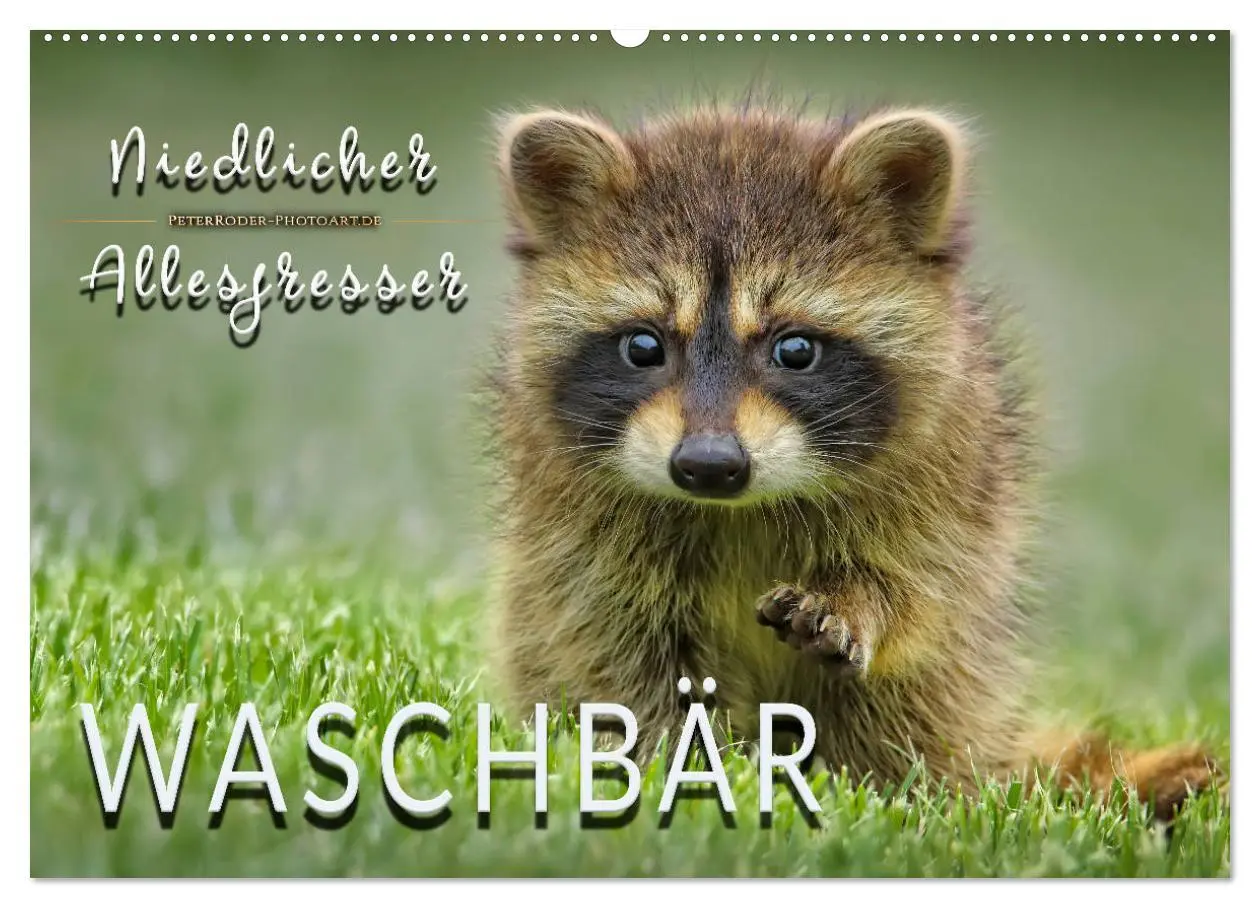 Cover: 9783457837627 | Waschbär - Niedlicher Allesfresser (Wandkalender 2026 DIN A2 quer),...