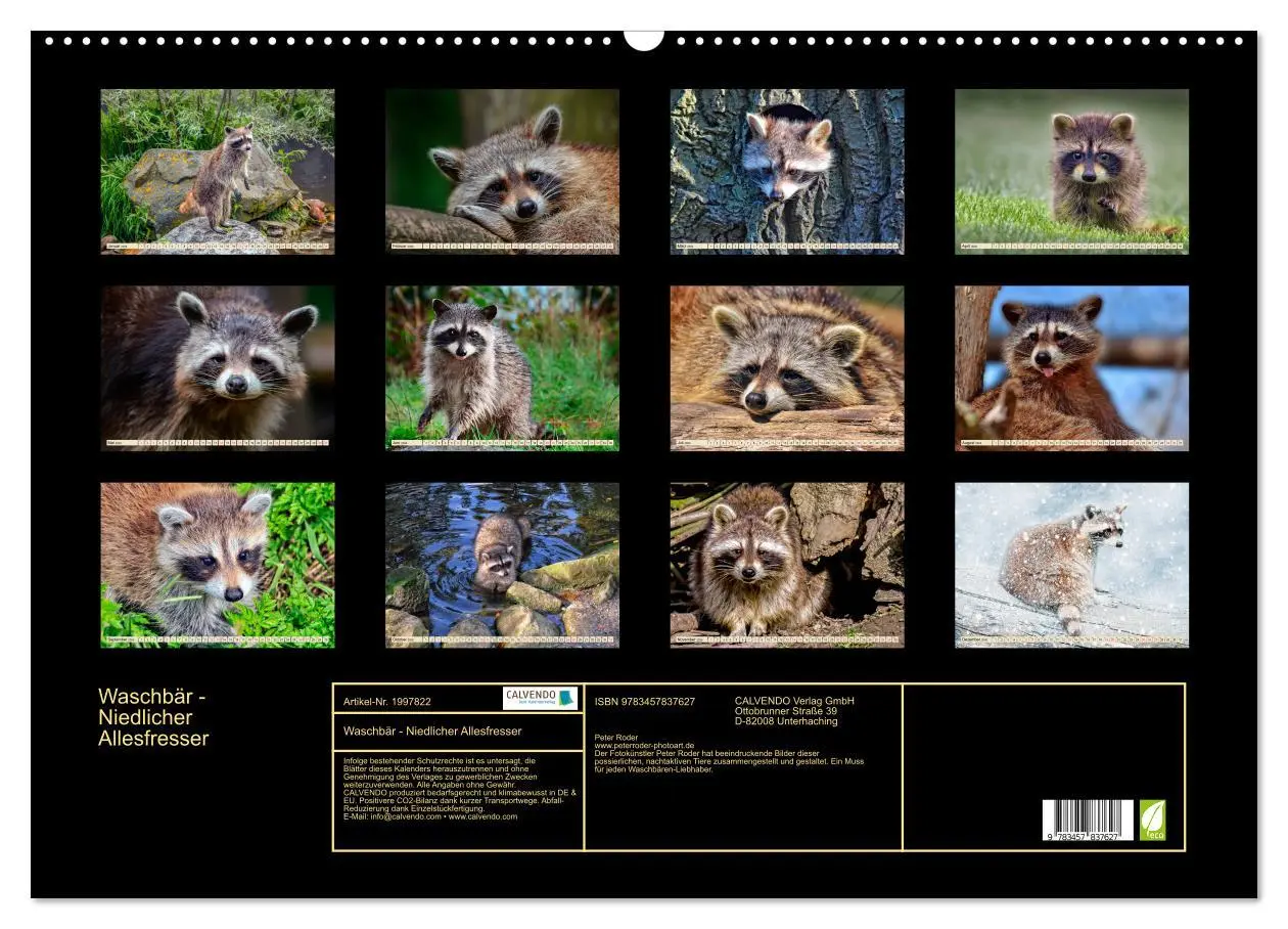 Bild: 9783457837627 | Waschbär - Niedlicher Allesfresser (Wandkalender 2026 DIN A2 quer),...