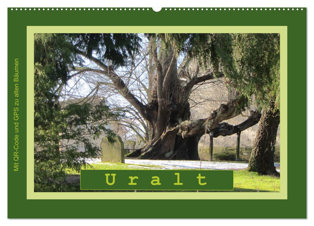 Cover: 9783435667727 | Uralt - Mit QR-Code und GPS zu alten Bäumen (Wandkalender 2025 DIN...