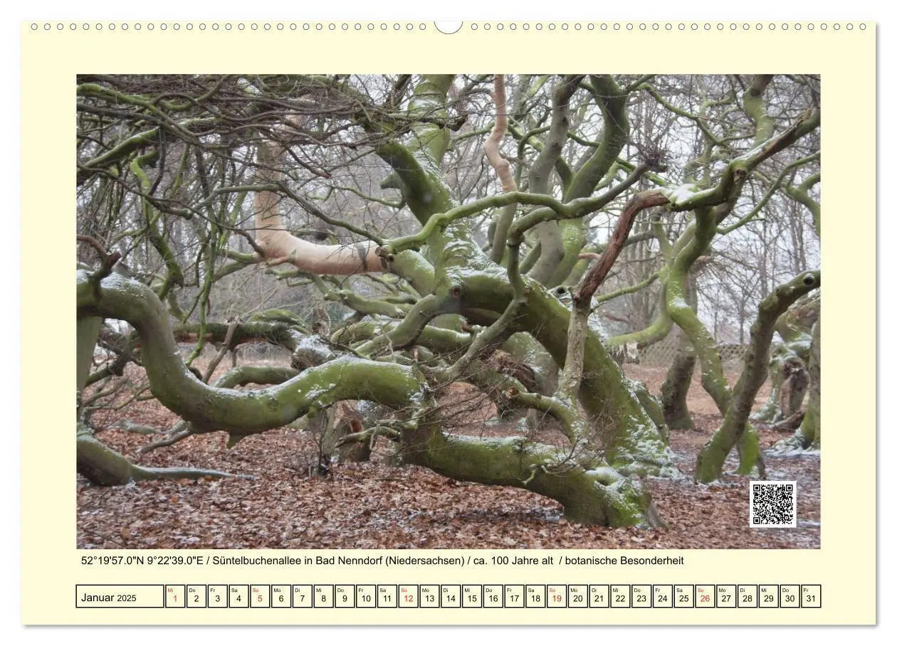 Bild: 9783435667727 | Uralt - Mit QR-Code und GPS zu alten Bäumen (Wandkalender 2025 DIN...