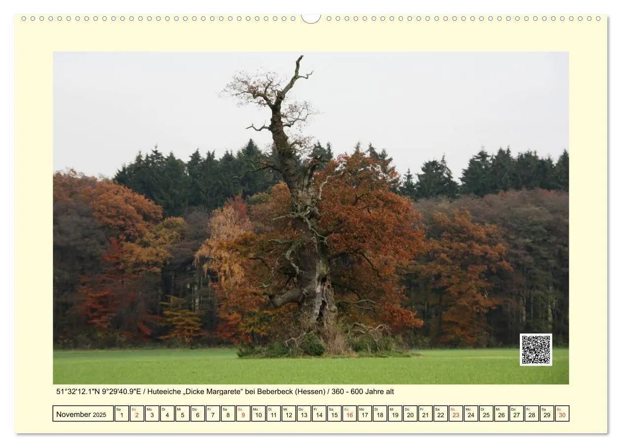 Bild: 9783435667727 | Uralt - Mit QR-Code und GPS zu alten Bäumen (Wandkalender 2025 DIN...