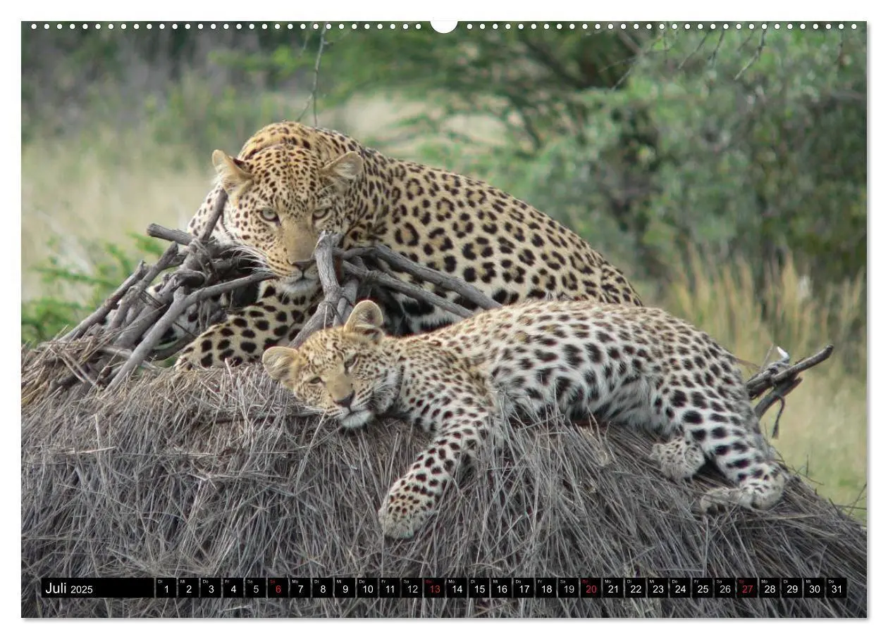 Bild: 9783435737727 | Die Lautlosen. Geparden und Leoparden (Wandkalender 2025 DIN A2...