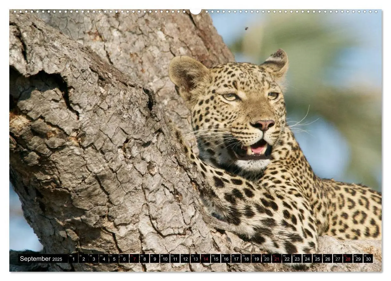 Bild: 9783435737727 | Die Lautlosen. Geparden und Leoparden (Wandkalender 2025 DIN A2...