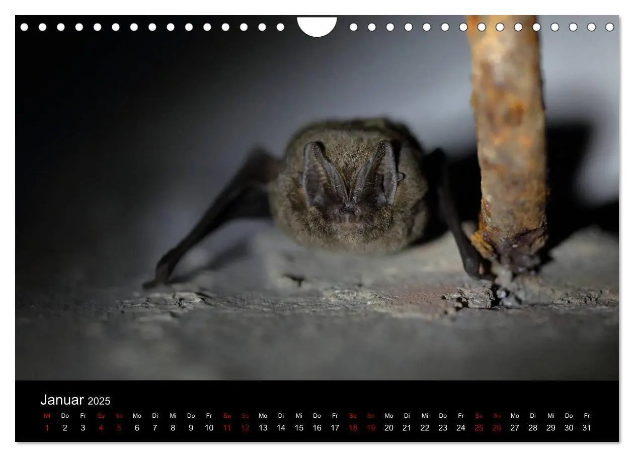 Bild: 9783435347827 | Fledermäuse - Jäger der Nacht (Wandkalender 2025 DIN A4 quer),...