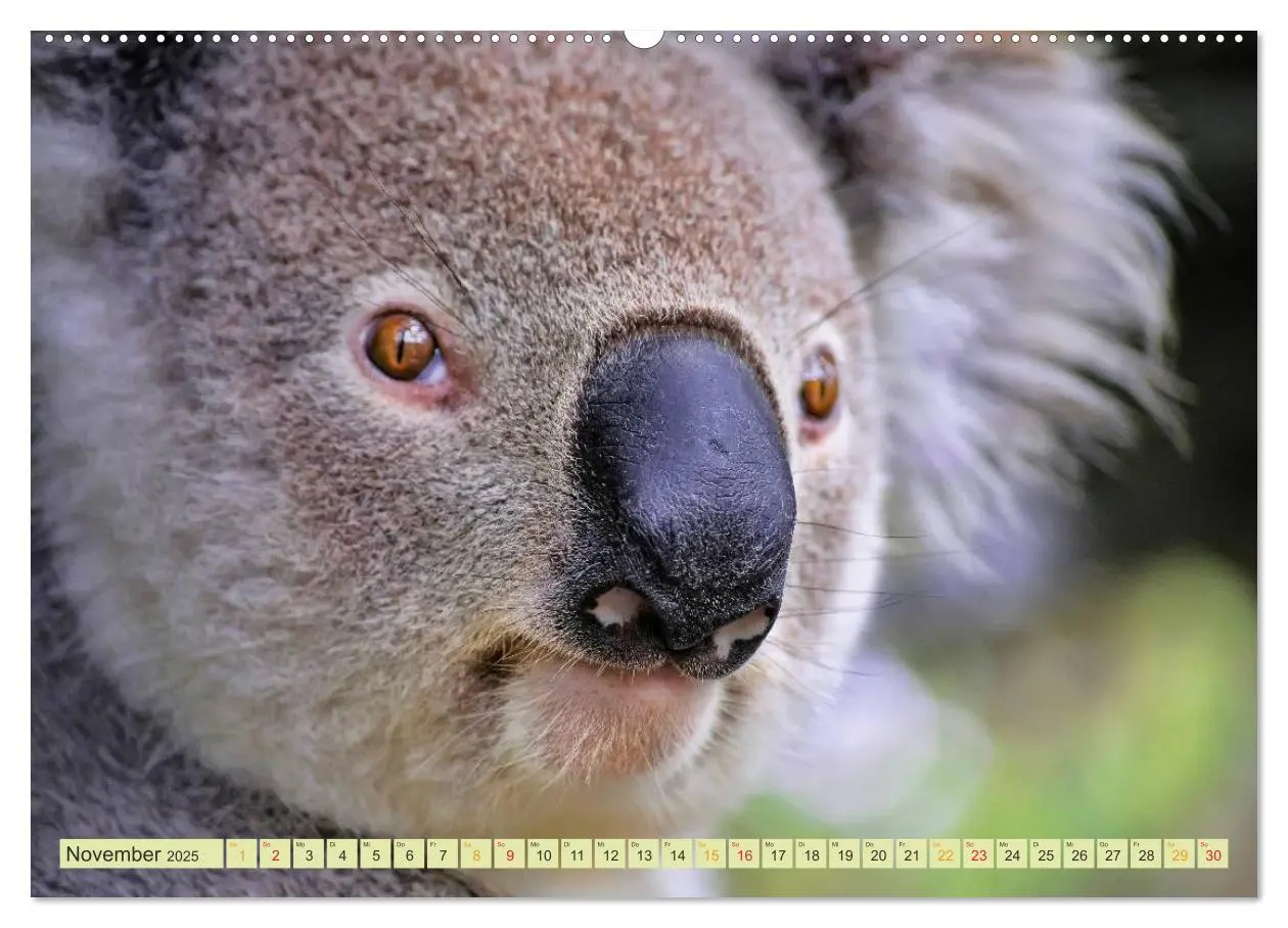 Bild: 9783435587827 | Koala - kleiner Teddy (Wandkalender 2025 DIN A2 quer), CALVENDO...