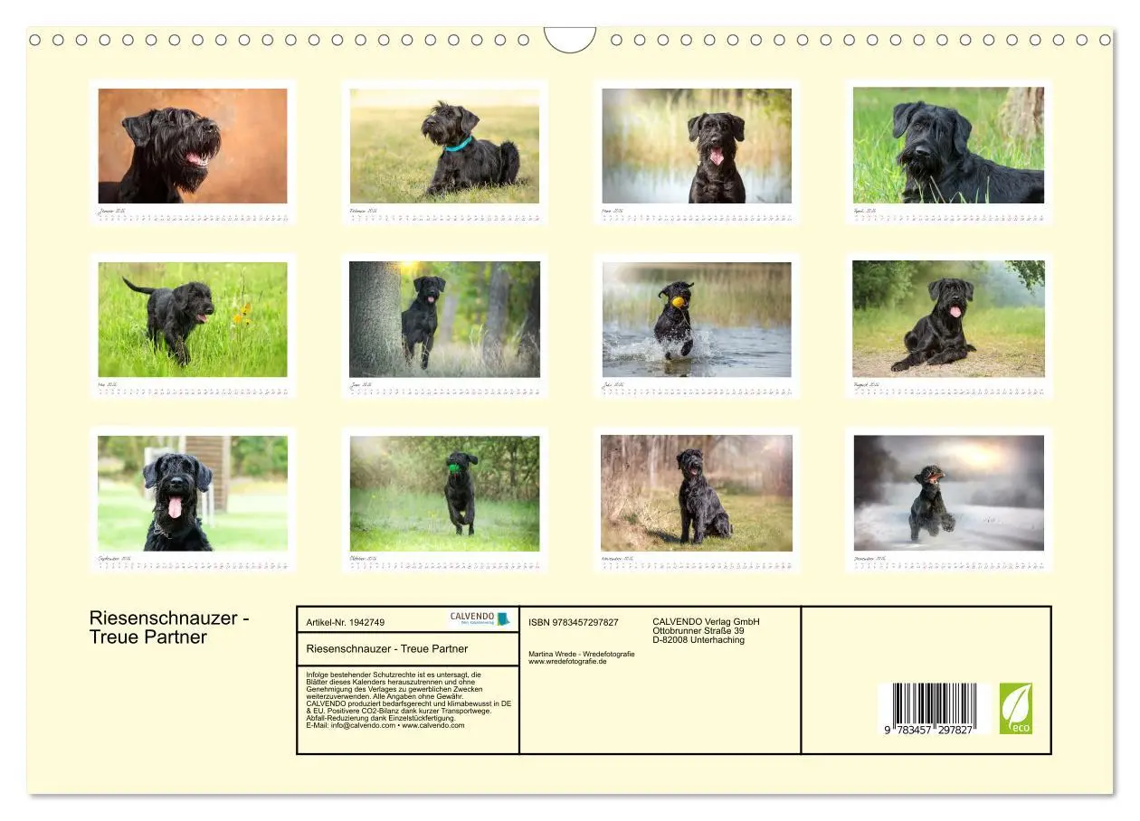 Bild: 9783457297827 | Riesenschnauzer - Treue Partner (Wandkalender 2026 DIN A3 quer),...