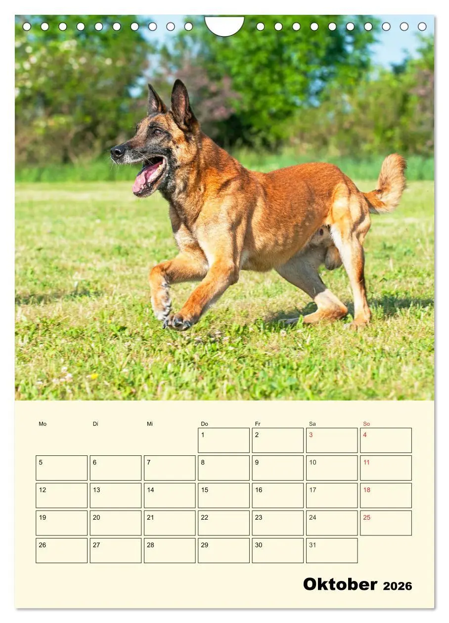 Bild: 9783516387827 | Familienplaner Tausendsassa Malinois (Wandkalender 2026 DIN A4...