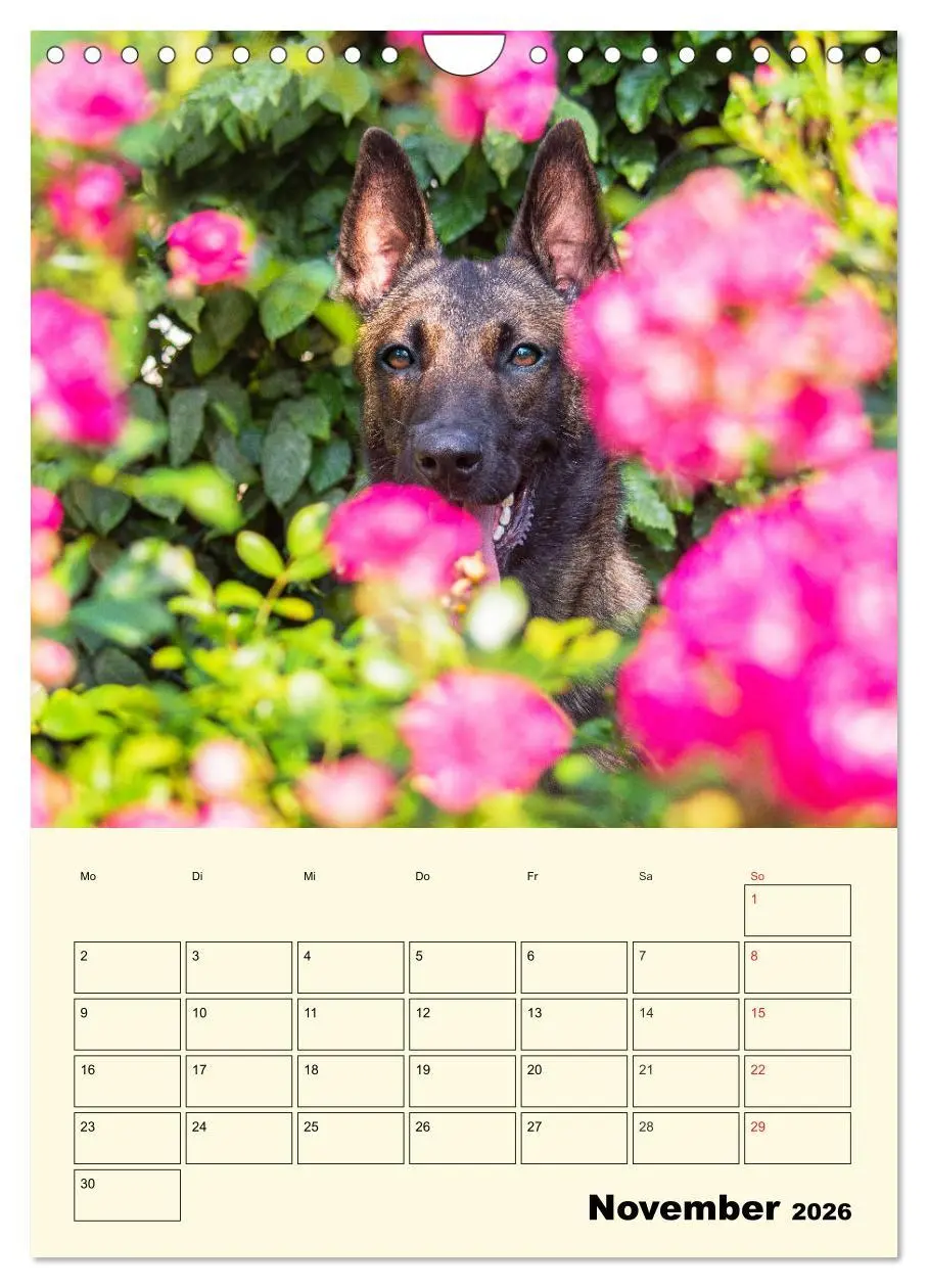Bild: 9783516387827 | Familienplaner Tausendsassa Malinois (Wandkalender 2026 DIN A4...