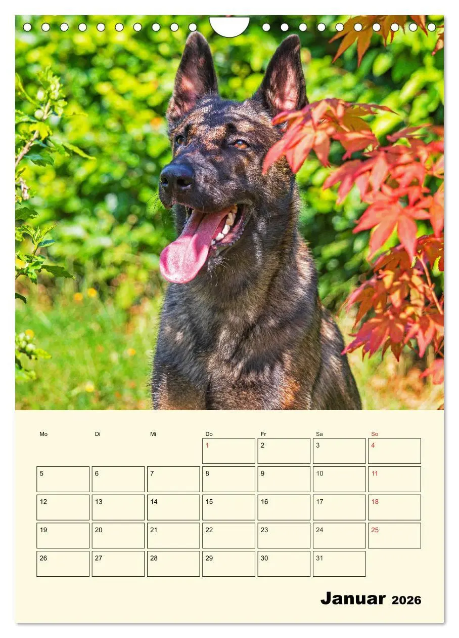 Bild: 9783516387827 | Familienplaner Tausendsassa Malinois (Wandkalender 2026 DIN A4...