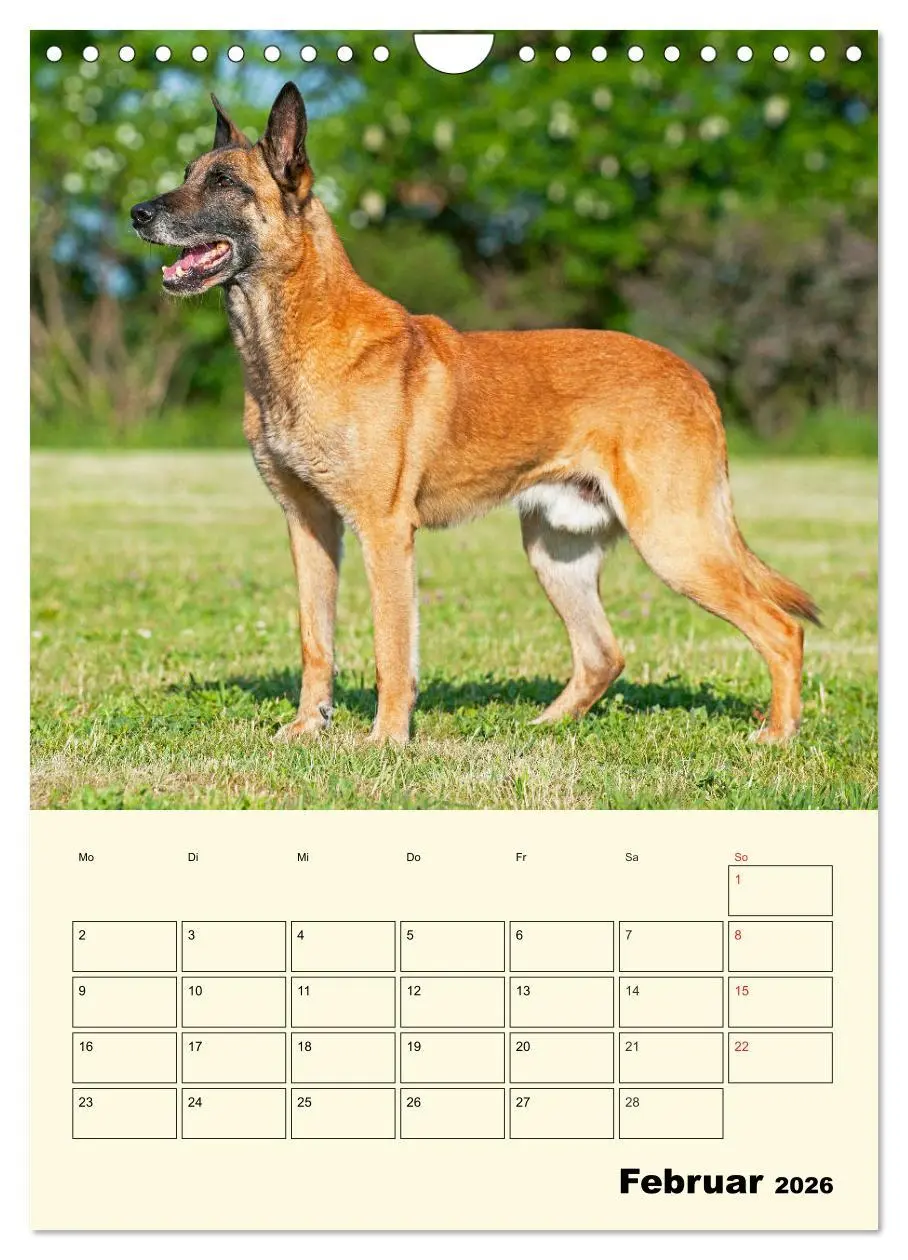 Bild: 9783516387827 | Familienplaner Tausendsassa Malinois (Wandkalender 2026 DIN A4...