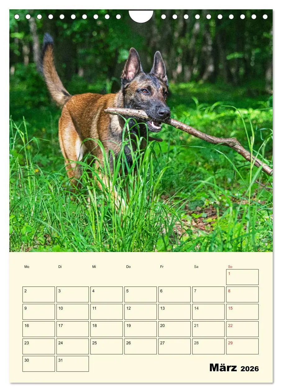 Bild: 9783516387827 | Familienplaner Tausendsassa Malinois (Wandkalender 2026 DIN A4...