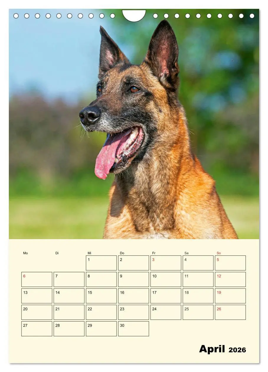 Bild: 9783516387827 | Familienplaner Tausendsassa Malinois (Wandkalender 2026 DIN A4...