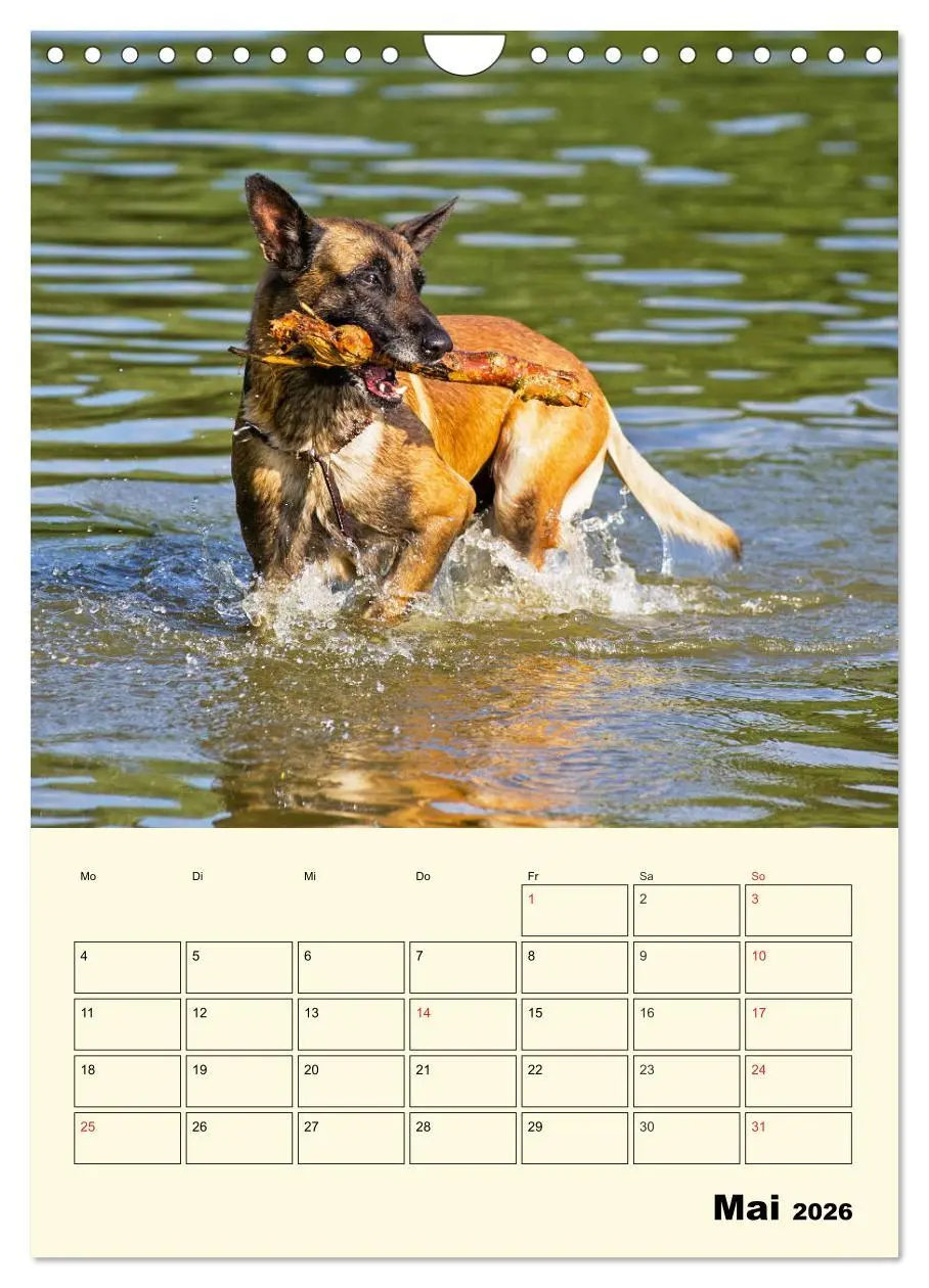 Bild: 9783516387827 | Familienplaner Tausendsassa Malinois (Wandkalender 2026 DIN A4...