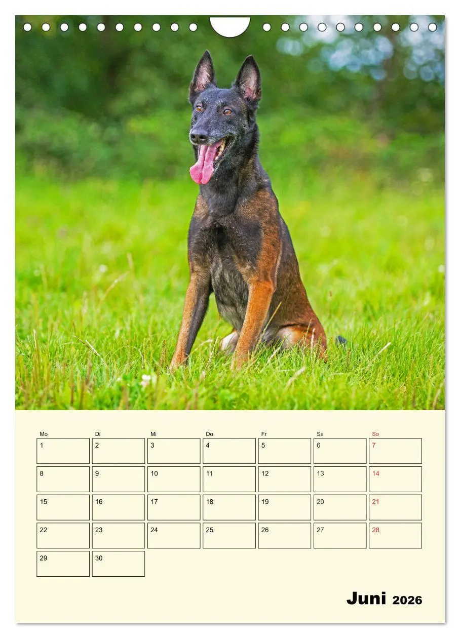 Bild: 9783516387827 | Familienplaner Tausendsassa Malinois (Wandkalender 2026 DIN A4...