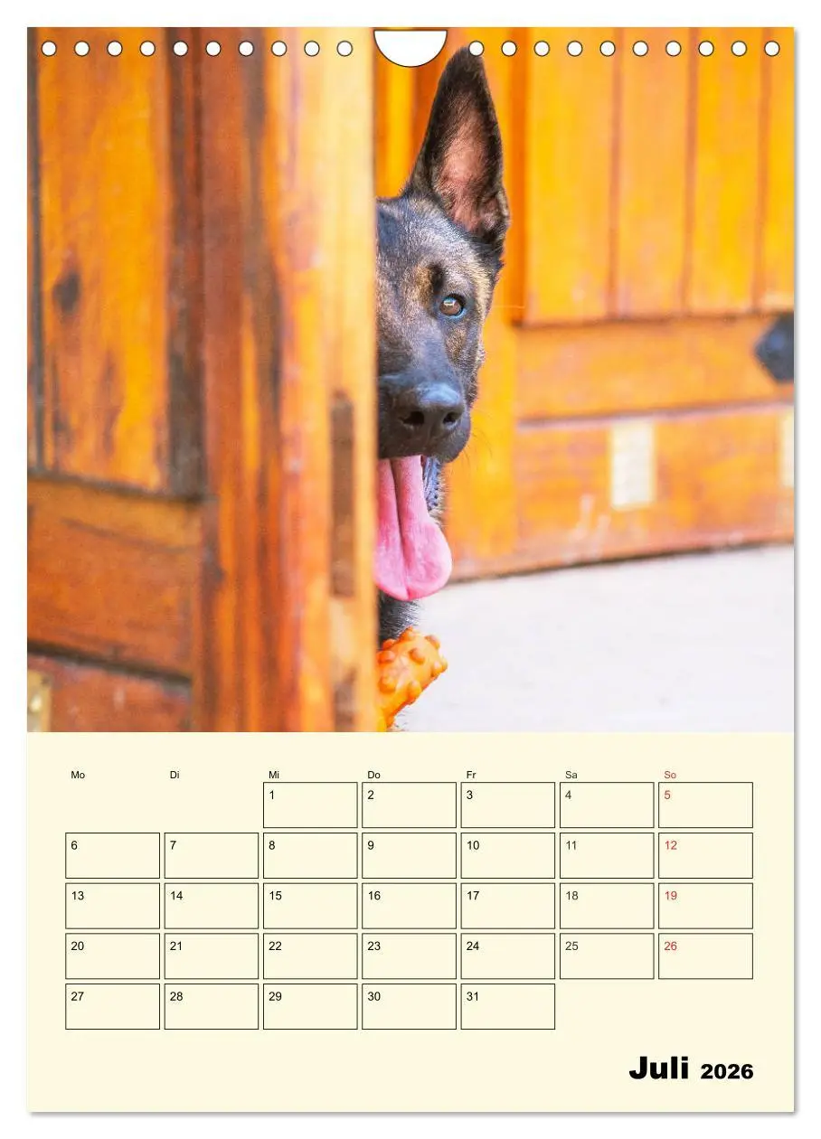 Bild: 9783516387827 | Familienplaner Tausendsassa Malinois (Wandkalender 2026 DIN A4...