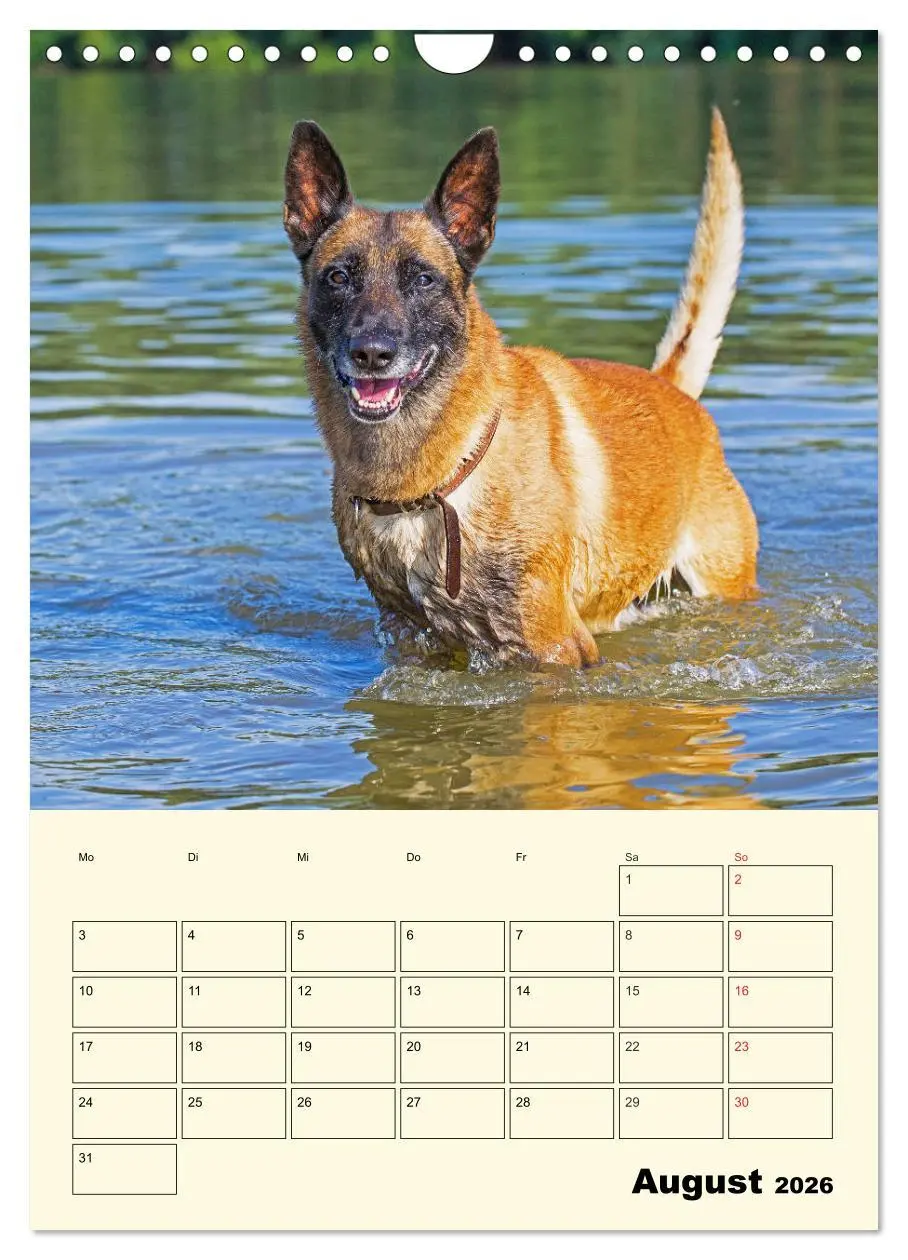 Bild: 9783516387827 | Familienplaner Tausendsassa Malinois (Wandkalender 2026 DIN A4...