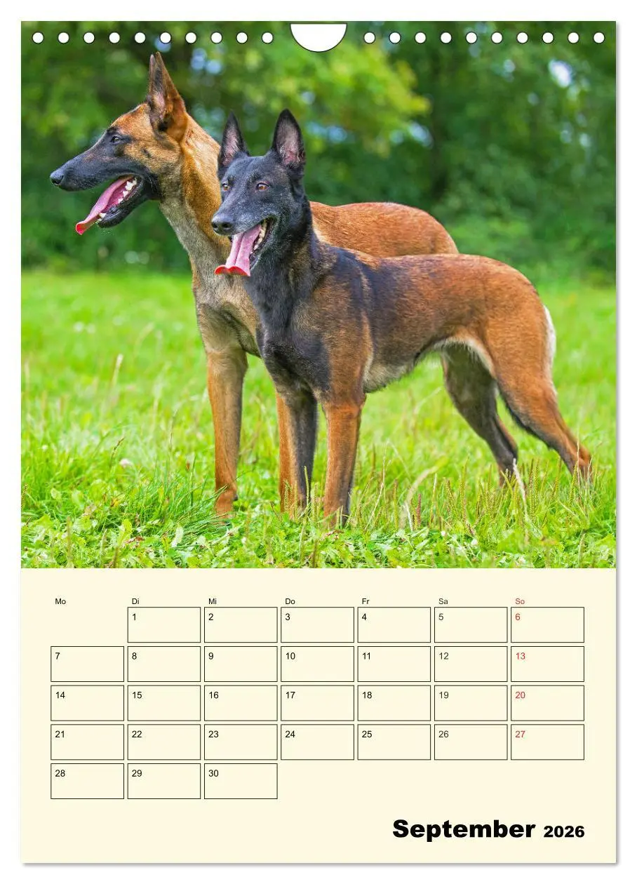 Bild: 9783516387827 | Familienplaner Tausendsassa Malinois (Wandkalender 2026 DIN A4...