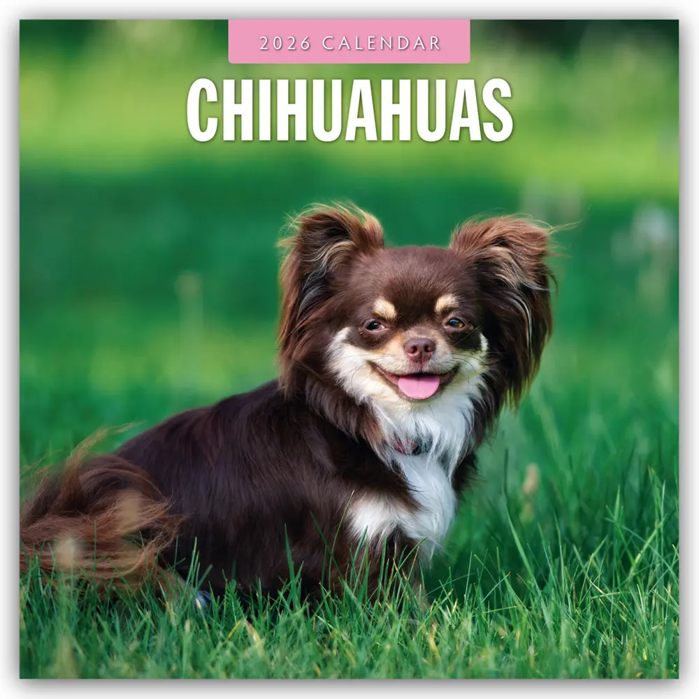 Cover: 9781804427927 | Chihuahuas - Chihuahua 2026 - 16-Monatskalender | Ltd | Kalender