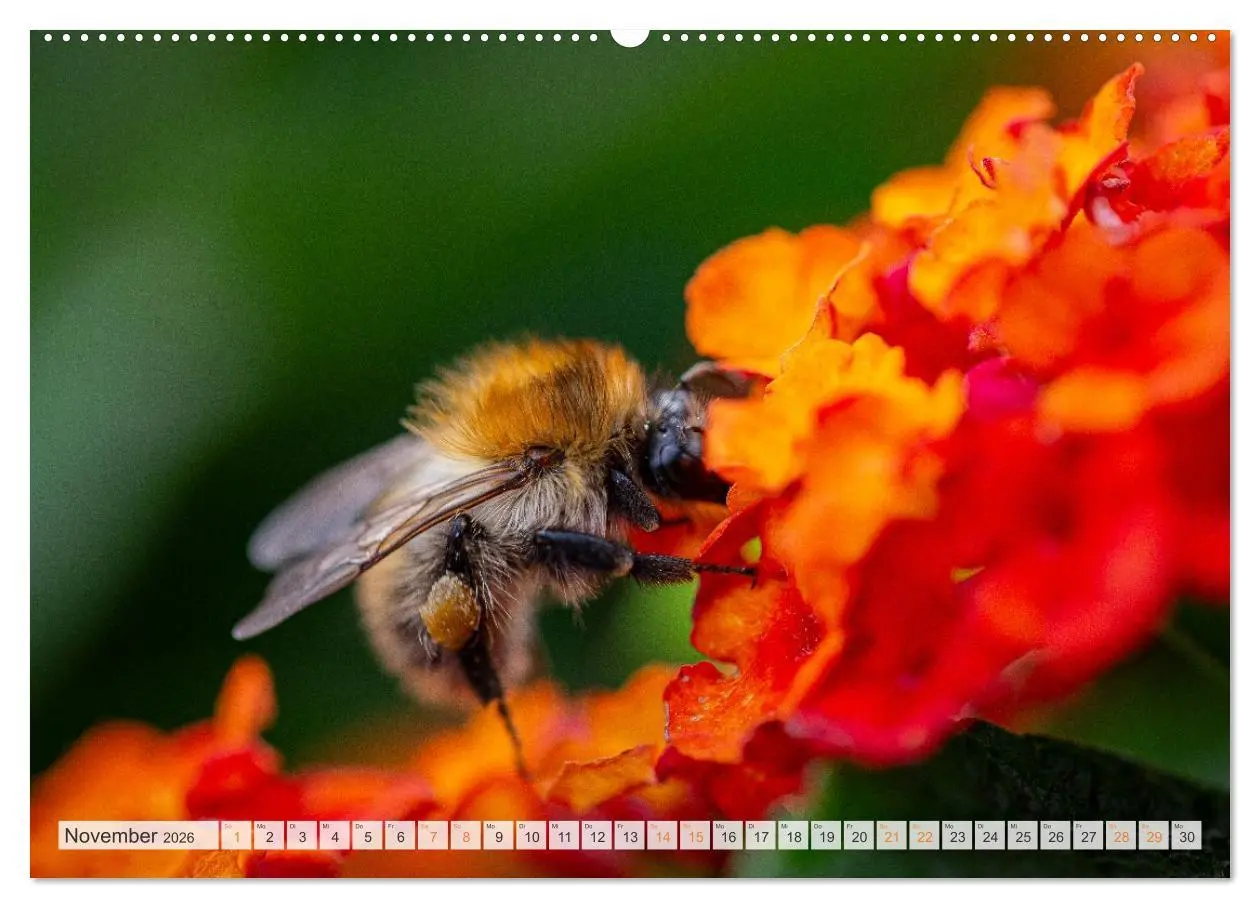 Bild: 9783516648027 | Bienen und Hummeln in Aktion (Wandkalender 2026 DIN A2 quer),...