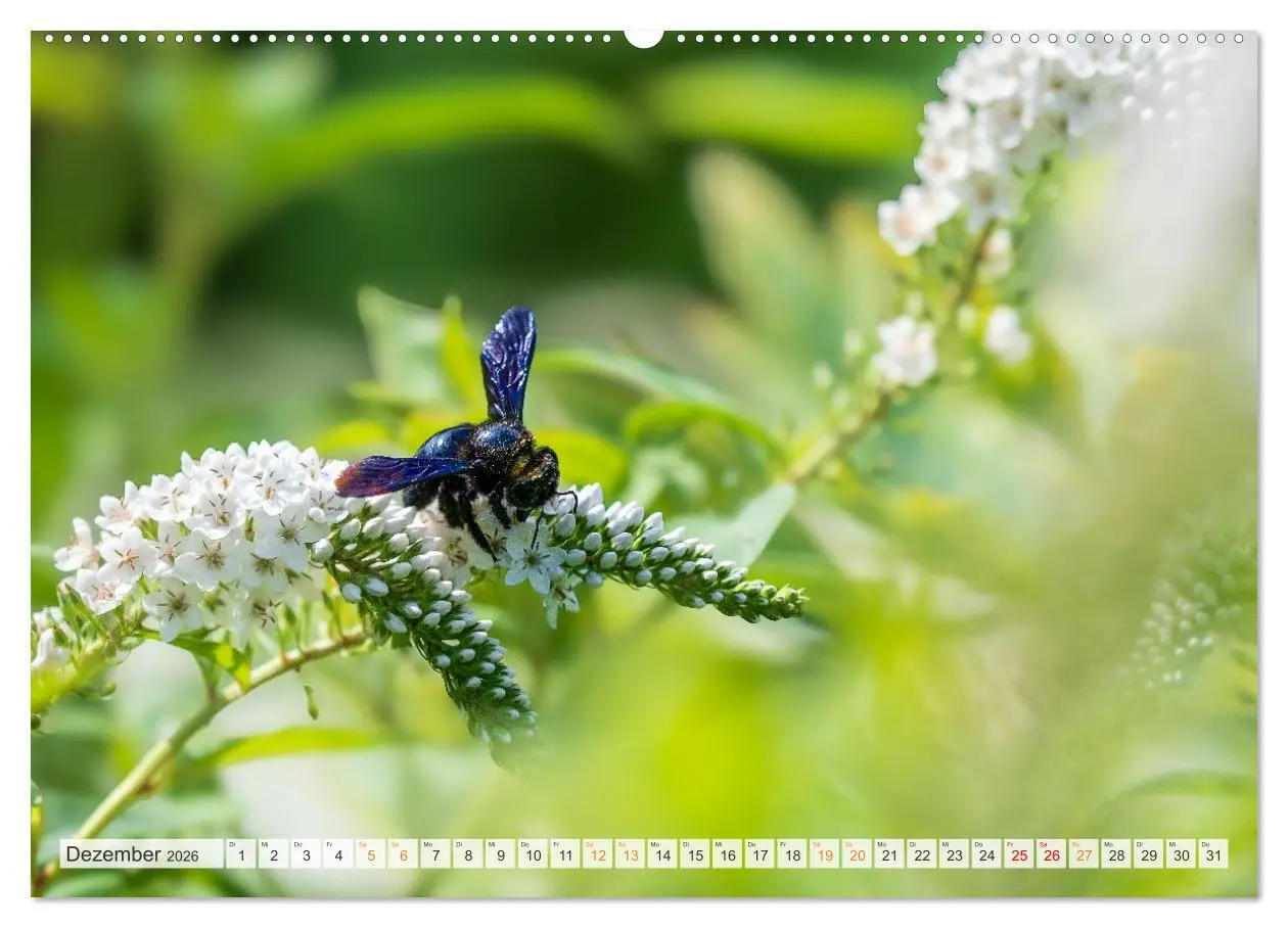 Bild: 9783516648027 | Bienen und Hummeln in Aktion (Wandkalender 2026 DIN A2 quer),...