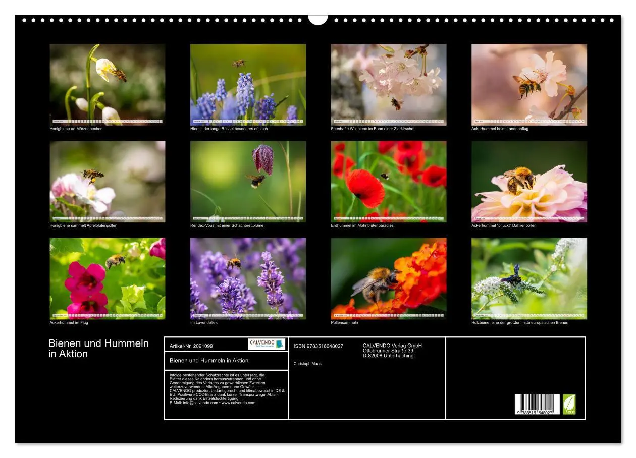 Bild: 9783516648027 | Bienen und Hummeln in Aktion (Wandkalender 2026 DIN A2 quer),...