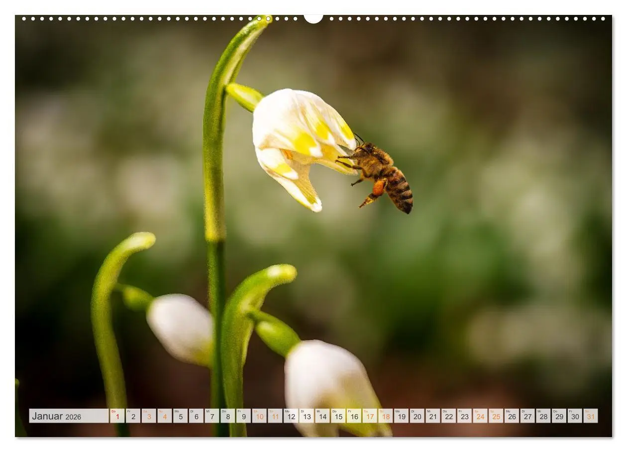 Bild: 9783516648027 | Bienen und Hummeln in Aktion (Wandkalender 2026 DIN A2 quer),...