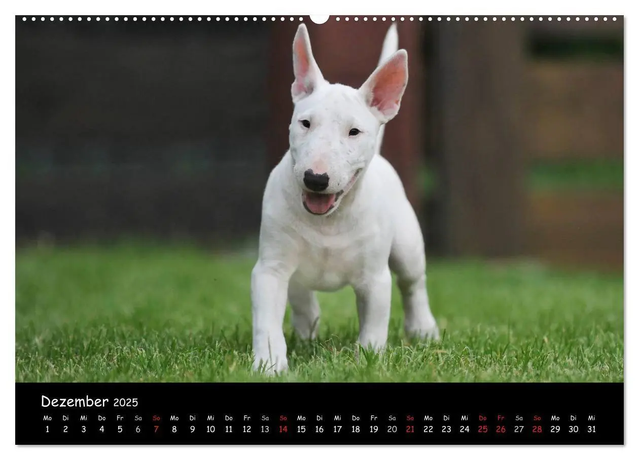 Bild: 9783435768127 | Bullterrier (Wandkalender 2025 DIN A2 quer), CALVENDO Monatskalender
