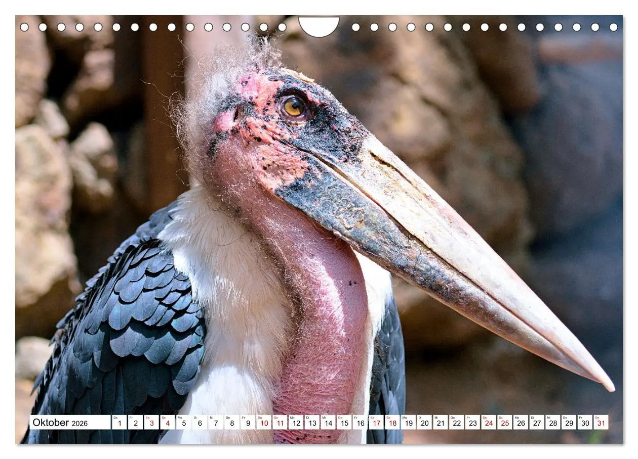 Bild: 9783457548127 | Schräge Vögel in Szene gesetzt (Wandkalender 2026 DIN A4 quer),...