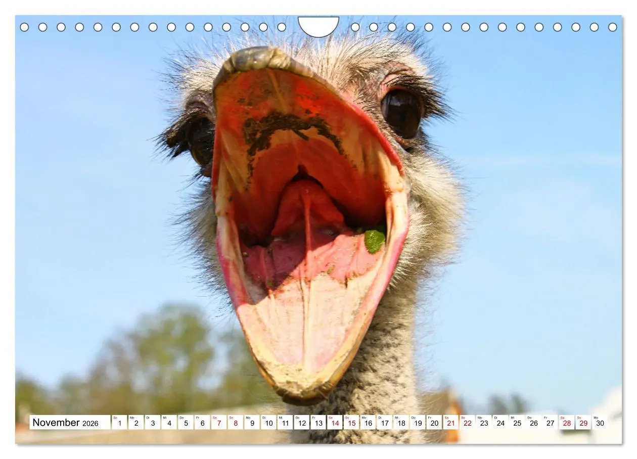 Bild: 9783457548127 | Schräge Vögel in Szene gesetzt (Wandkalender 2026 DIN A4 quer),...