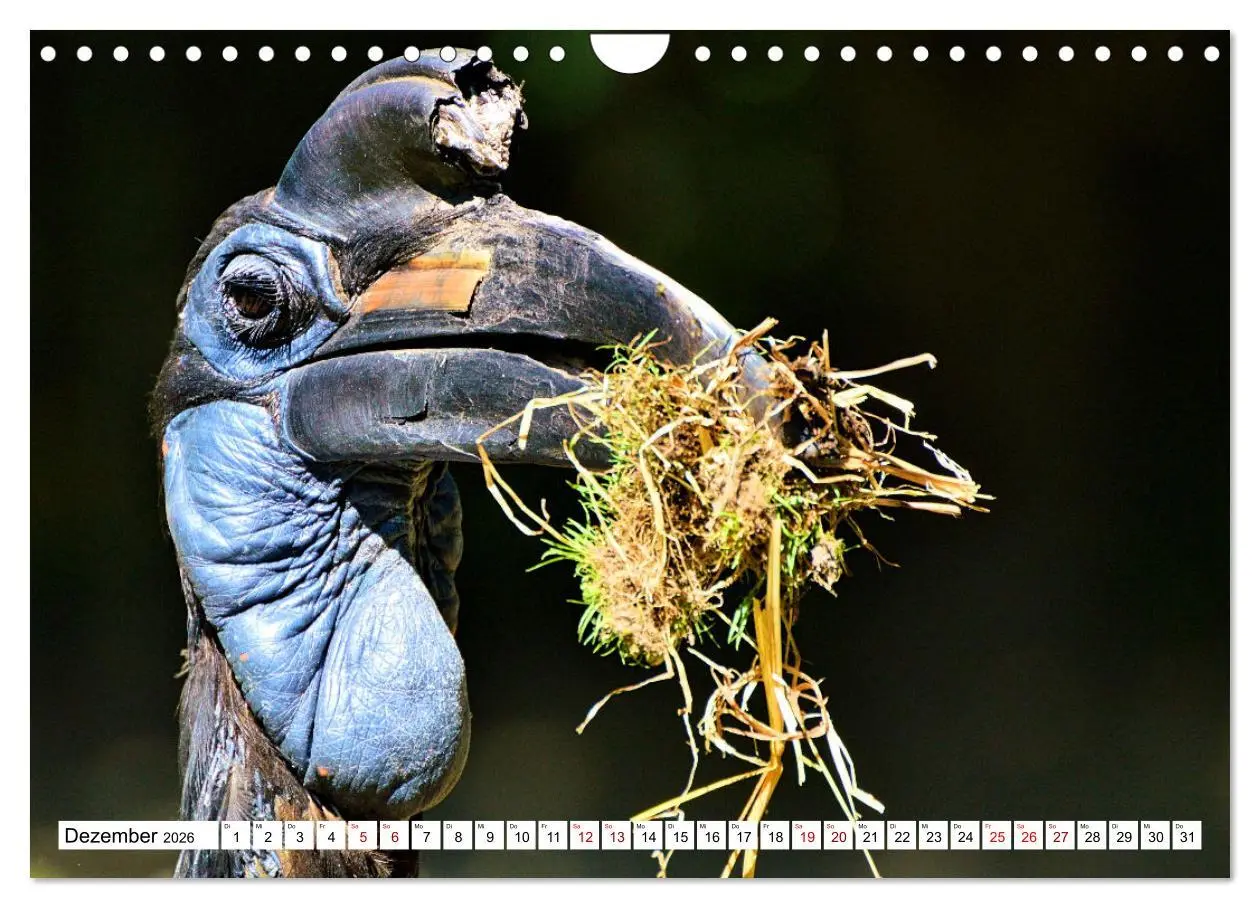Bild: 9783457548127 | Schräge Vögel in Szene gesetzt (Wandkalender 2026 DIN A4 quer),...