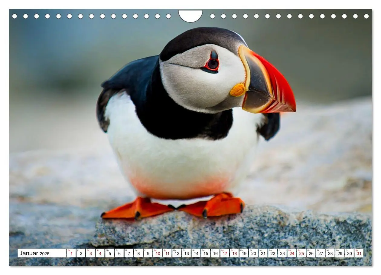 Bild: 9783457548127 | Schräge Vögel in Szene gesetzt (Wandkalender 2026 DIN A4 quer),...