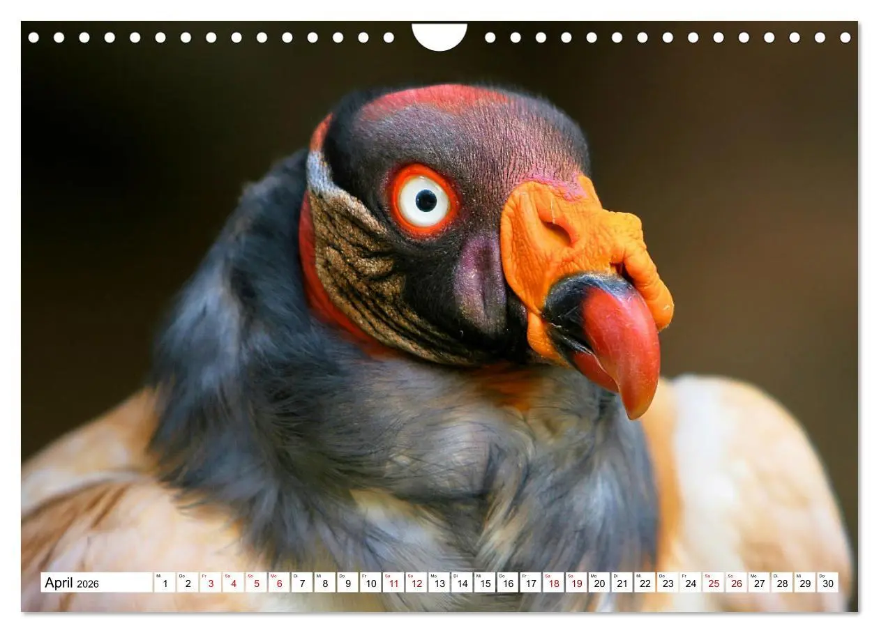 Bild: 9783457548127 | Schräge Vögel in Szene gesetzt (Wandkalender 2026 DIN A4 quer),...