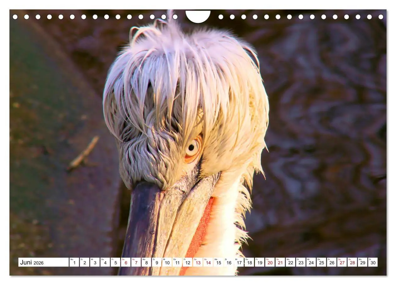Bild: 9783457548127 | Schräge Vögel in Szene gesetzt (Wandkalender 2026 DIN A4 quer),...