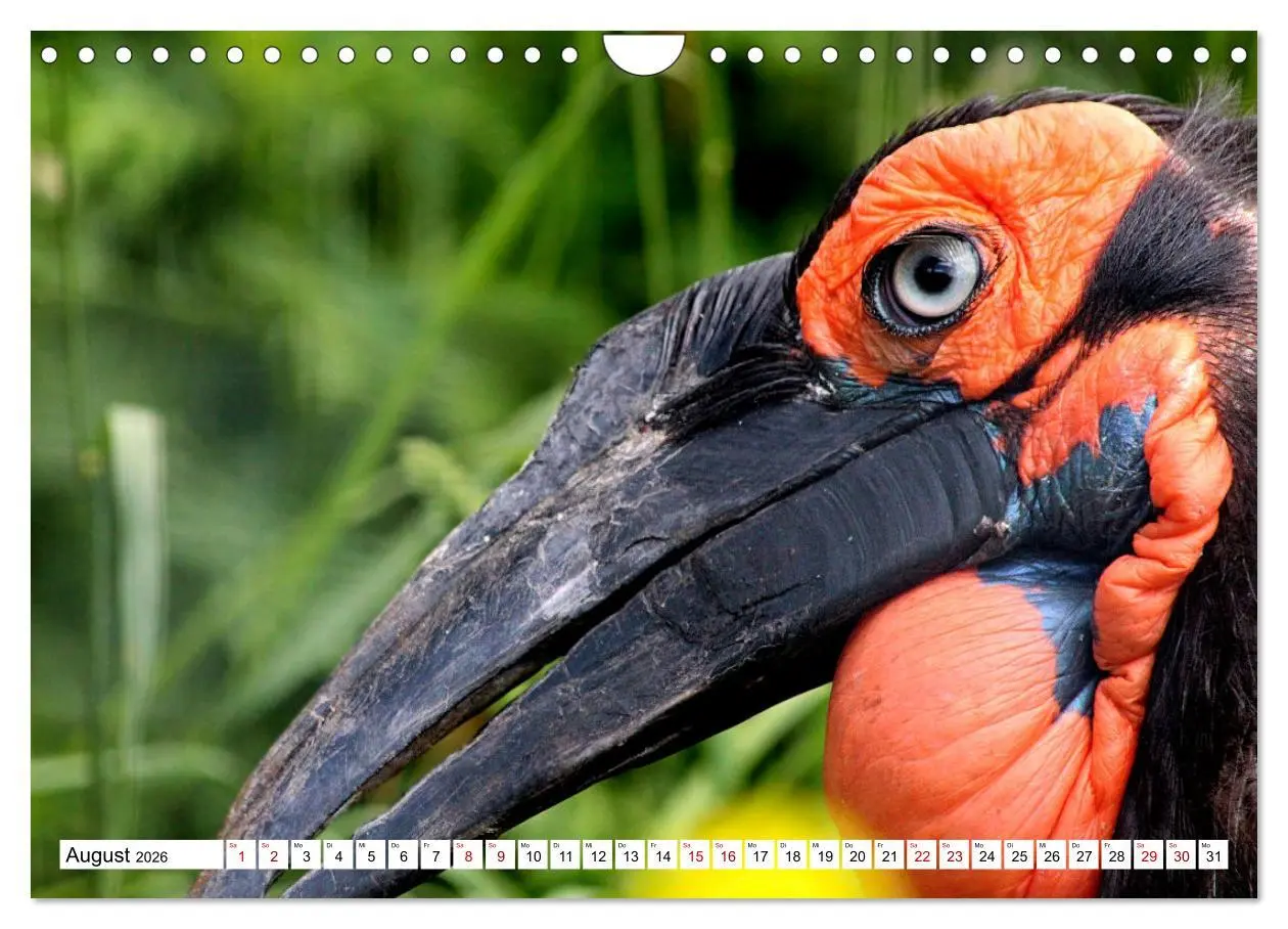 Bild: 9783457548127 | Schräge Vögel in Szene gesetzt (Wandkalender 2026 DIN A4 quer),...