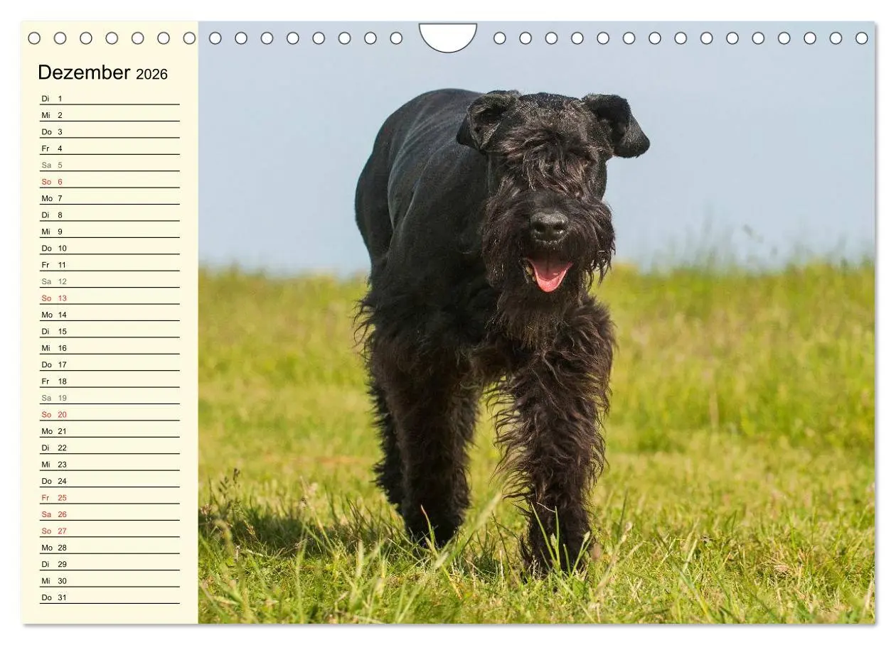 Bild: 9783516008227 | Treuer Freund Riesenschnauzer (Wandkalender 2026 DIN A4 quer),...