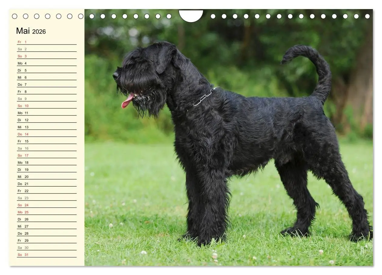 Bild: 9783516008227 | Treuer Freund Riesenschnauzer (Wandkalender 2026 DIN A4 quer),...