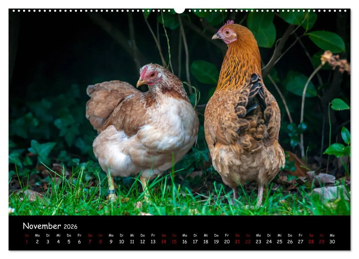 Bild: 9783457768327 | Neues von den Gartenhühnern (hochwertiger Premium Wandkalender 2026...