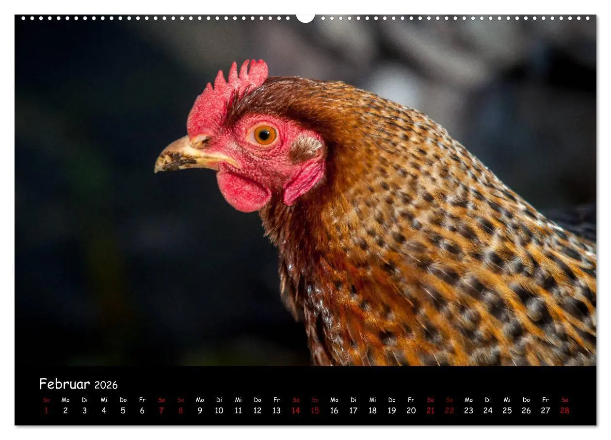 Bild: 9783457768327 | Neues von den Gartenhühnern (hochwertiger Premium Wandkalender 2026...