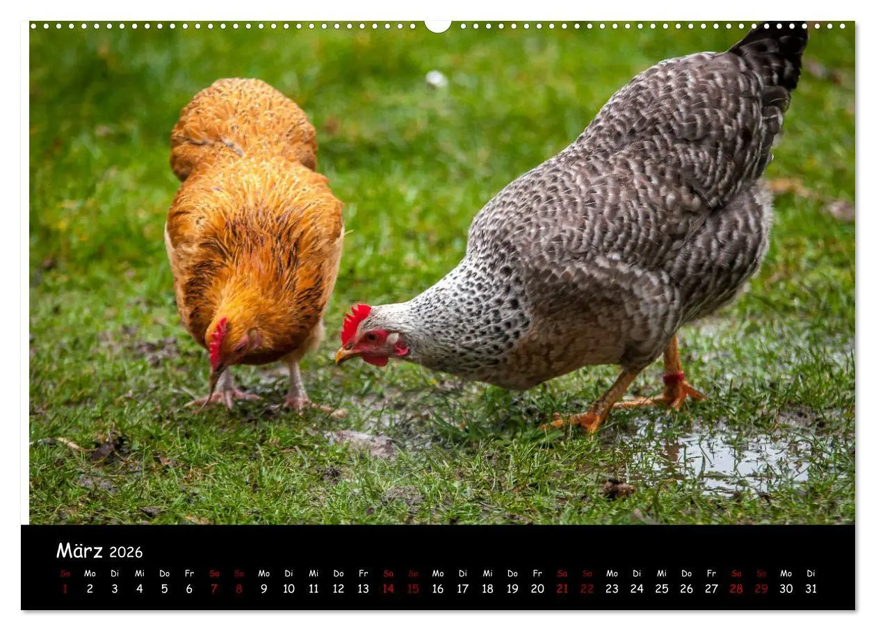 Bild: 9783457768327 | Neues von den Gartenhühnern (hochwertiger Premium Wandkalender 2026...