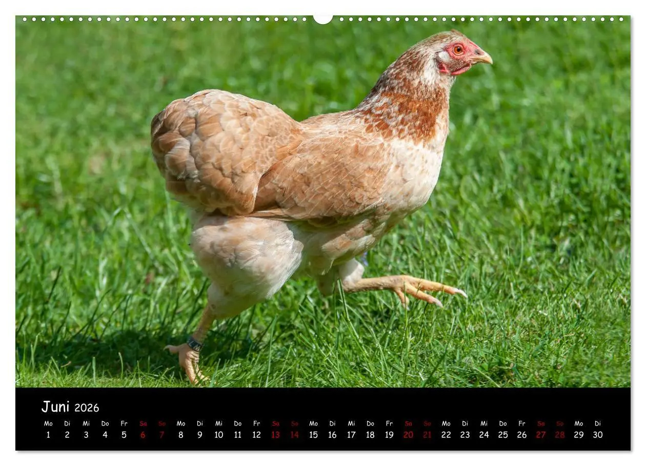Bild: 9783457768327 | Neues von den Gartenhühnern (hochwertiger Premium Wandkalender 2026...