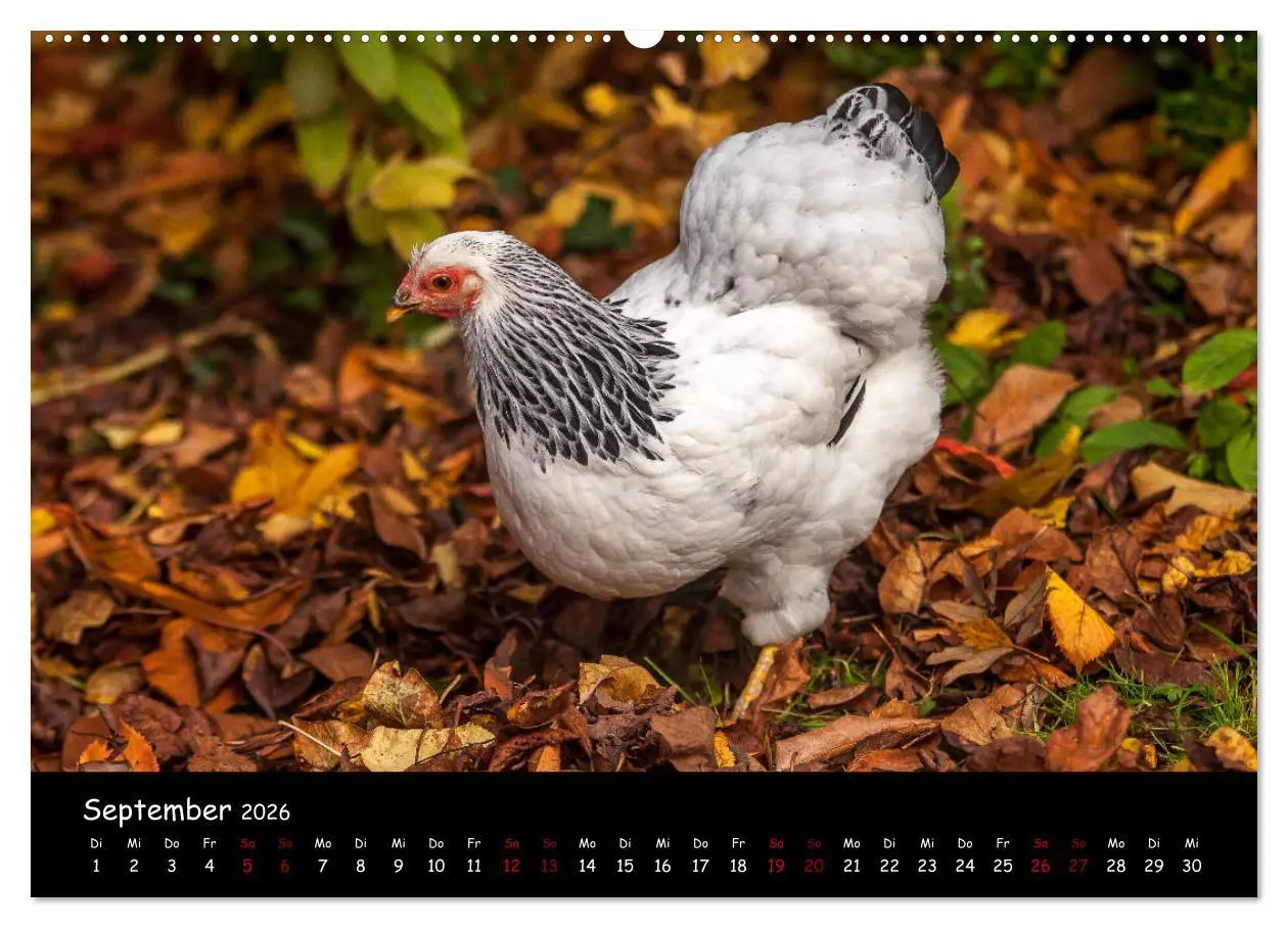 Bild: 9783457768327 | Neues von den Gartenhühnern (hochwertiger Premium Wandkalender 2026...