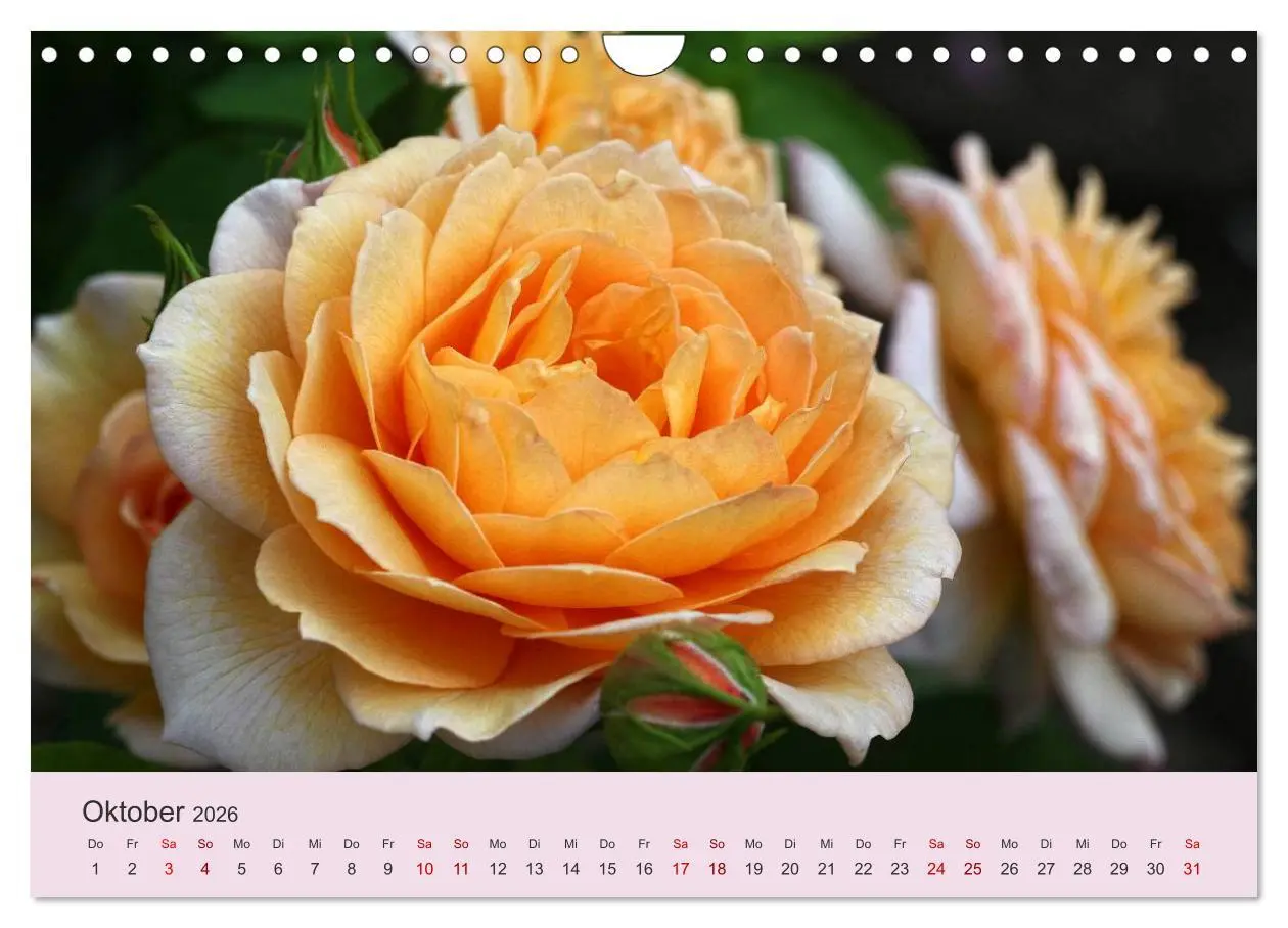 Bild: 9783457908327 | Rosen Reigen im Garten (Wandkalender 2026 DIN A4 quer), CALVENDO...