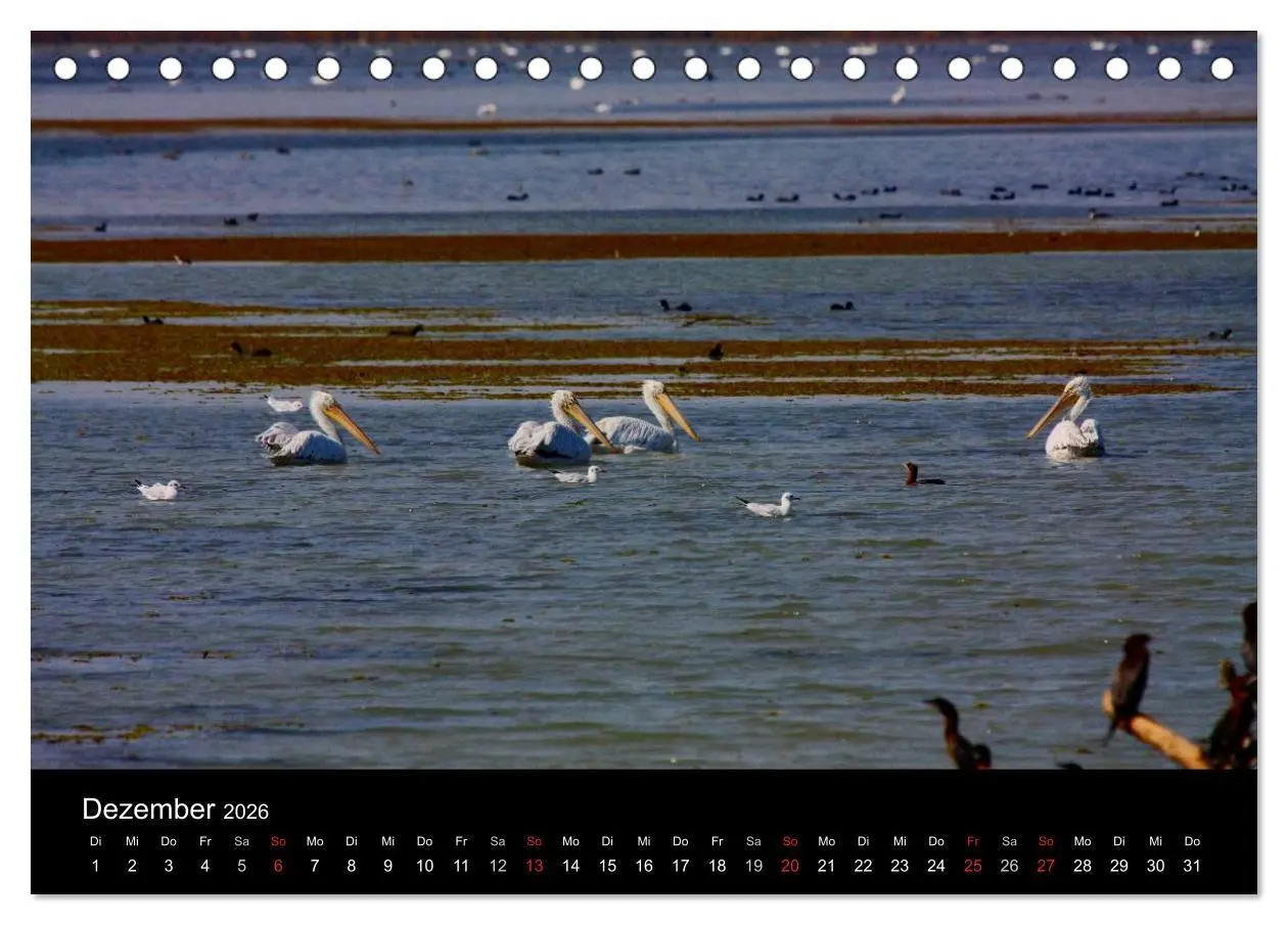 Bild: 9783516168327 | Donaudelta (Tischkalender 2026 DIN A5 quer), CALVENDO Monatskalender